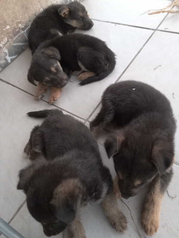 Pure GSD Puppies