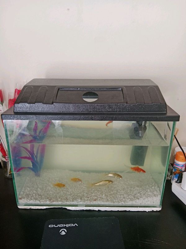Fishtank with 6 fish for sale