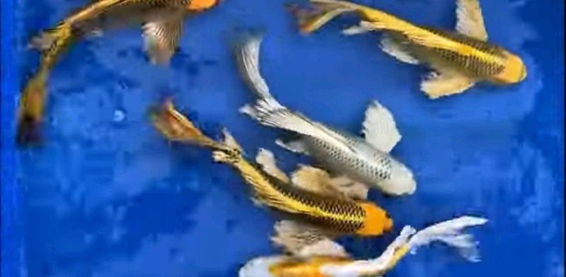 Long fin koi butterfly