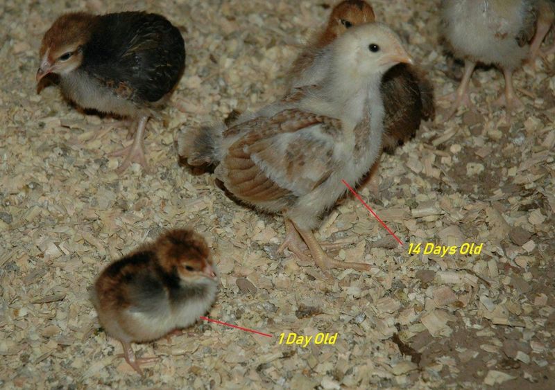 Boschvelder Chicks for Sale