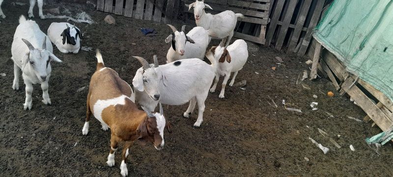 Pet goats