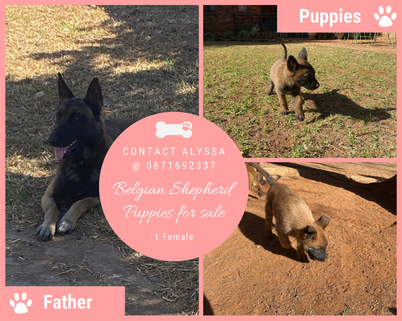 Belgian Shepherd Puppies For Sale