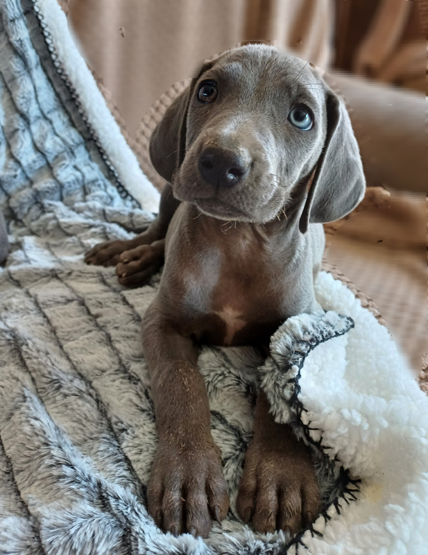 Weimaraner puppies