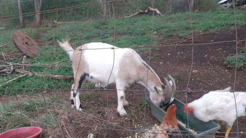 Dwarf goat for sale