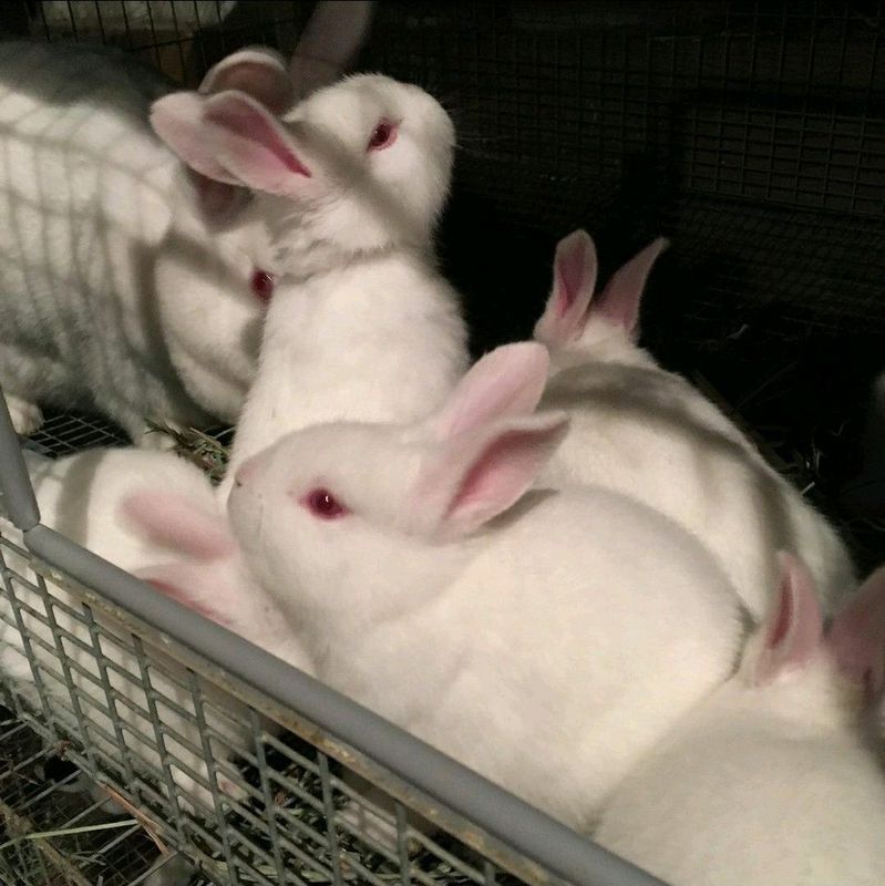 NZW RABBITS FOR SALE