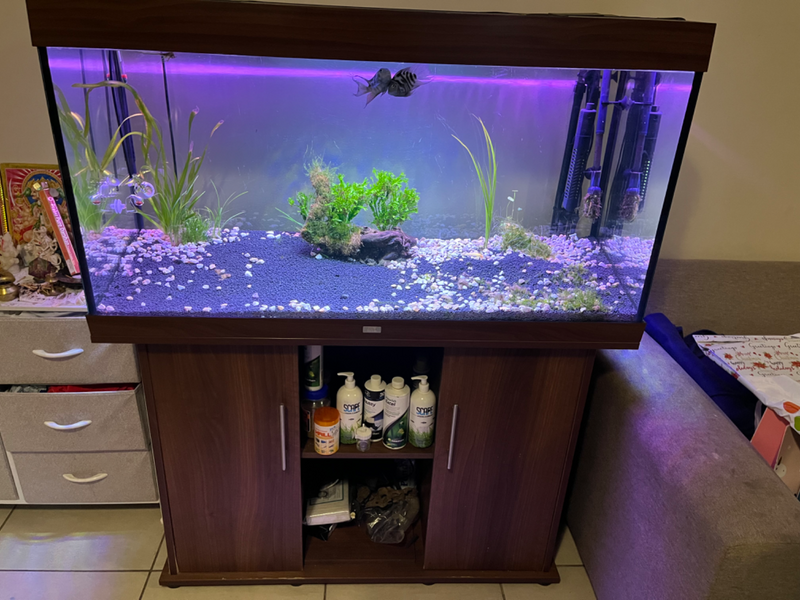 Jewel Fish tank