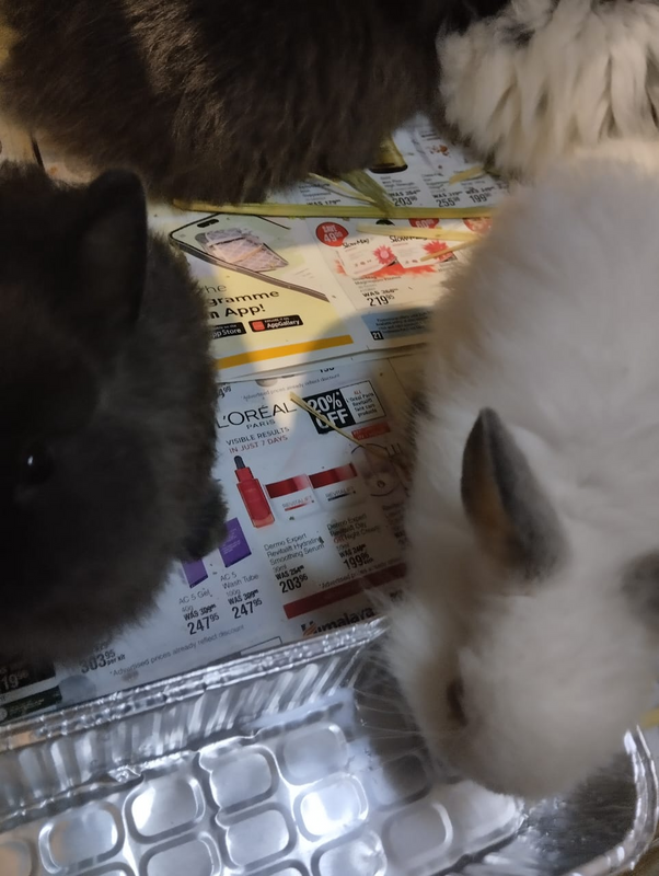 Beautiful thick fur dwarf rabbits