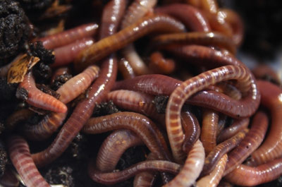 Red Wrigler Compost Earthworms