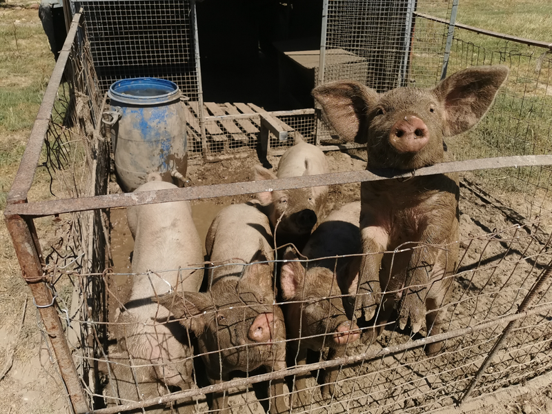 Pigs - Large weaners