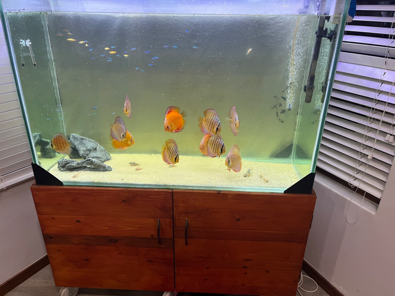 440 litre fish tank  with equipmemt with 11 adult discus from Spawn Cape Town and other fish
