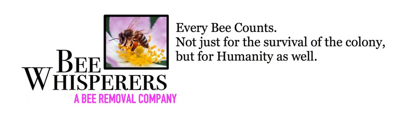Bee Removals (R650)