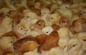 Lohmann brown layer chicks