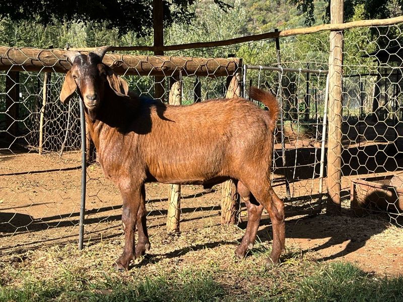 Kalahari red ram for sale