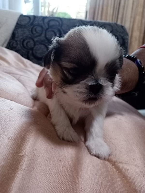 Pekingese puppies