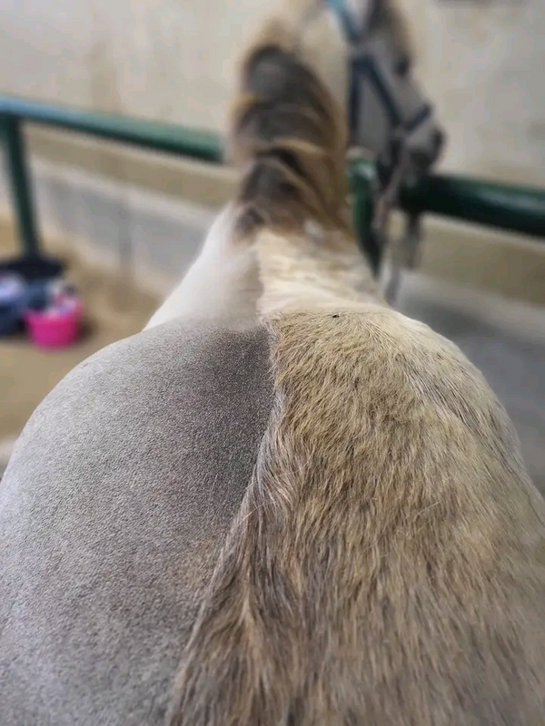 Professional horse clipper