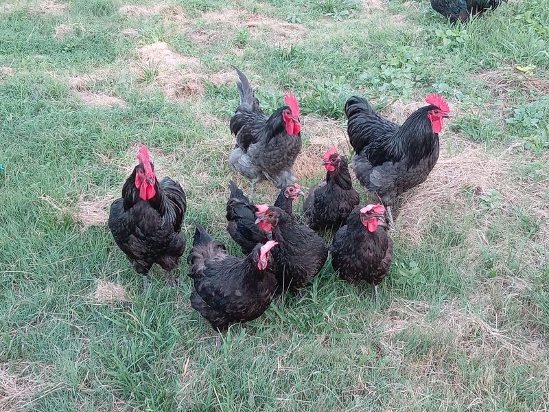 Free Range Chickens - Black Australorps &amp;  Potch Koekoeks