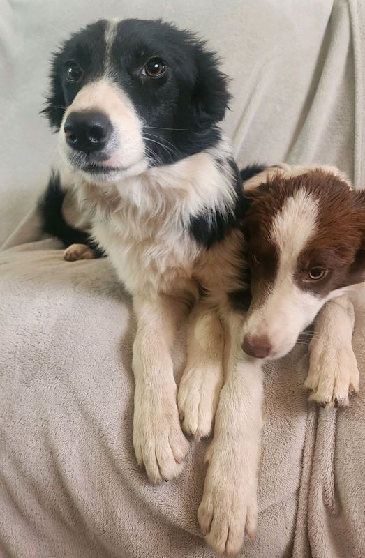 2 Border collie puppys
