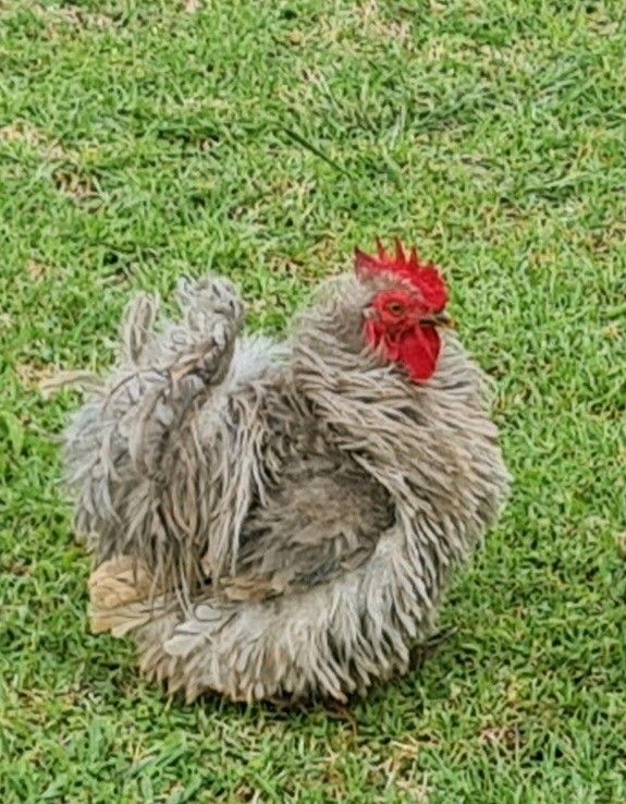Bantam and Frizzle chickens