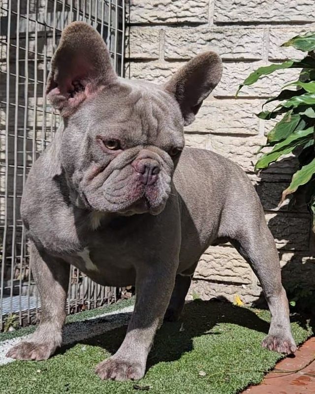Stunning Lilac French bulldog male available