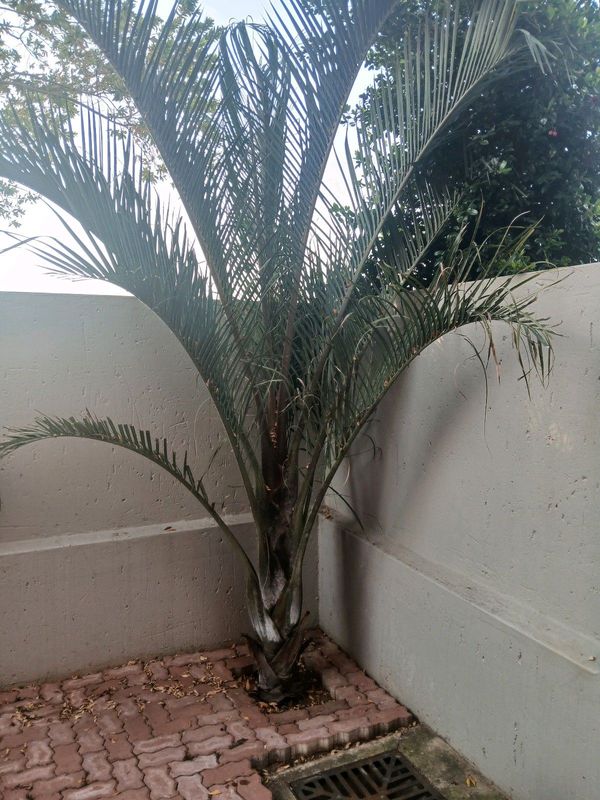 PALM TREE IN FOURWAYS CONTACT: 083 715 0260