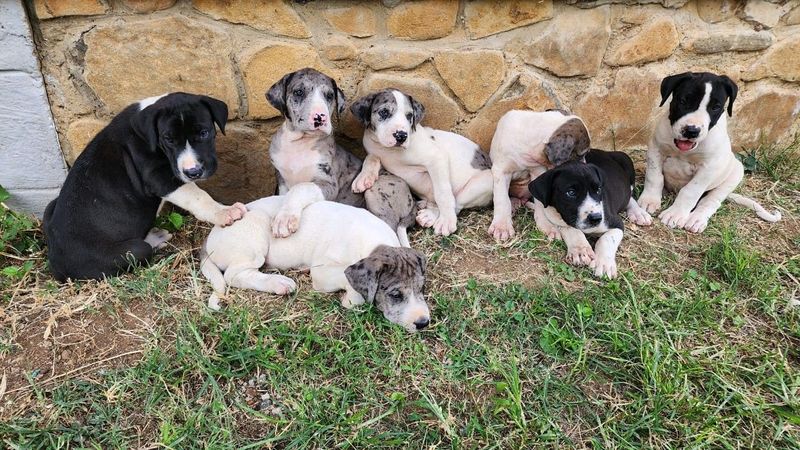 Great dane puppjes