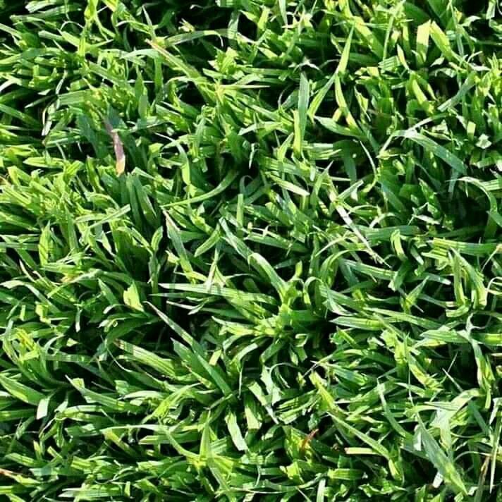 Kikuyu grass//Buffalo grass//LM Berea (shade) instant roll on lawn grass weed free