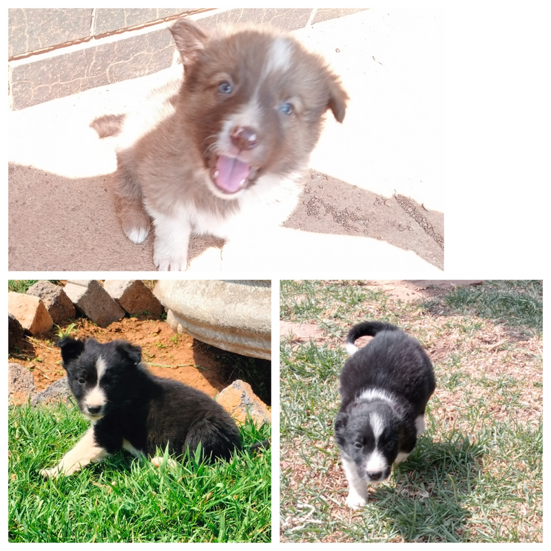 Border Collie Puppies