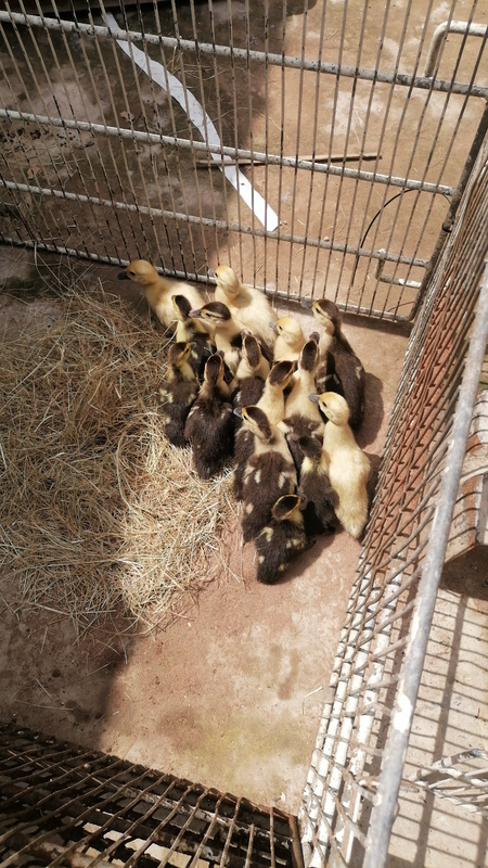 Moscovy ducklings