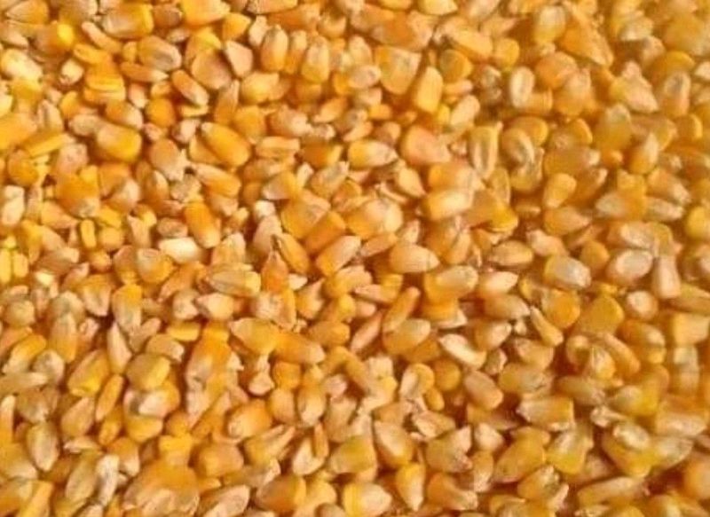 Whole Yellow Maize 40kg/50kg