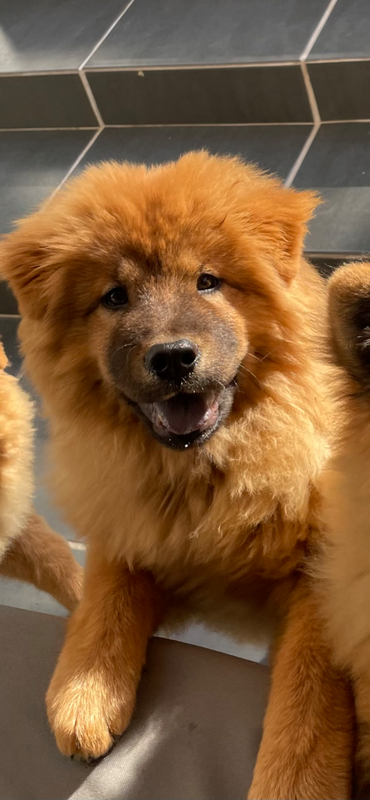 Puppies - Ad posted by Oxford Chow