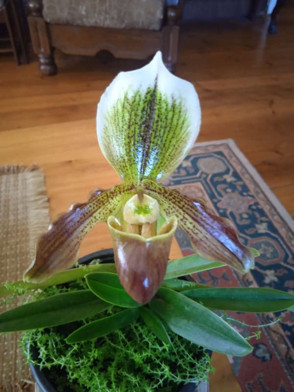 Phapiopedium Insignia Orchid