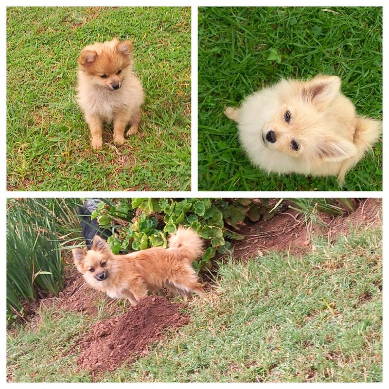 Pomeranian/toypom male puppies