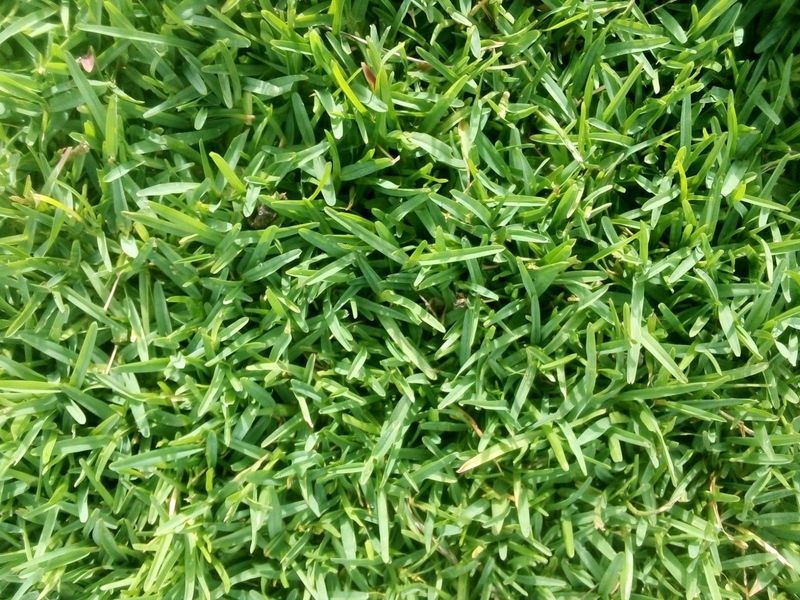 Kikuyu grass/Buffalo grass/LM Berea instant roll on lawn grass weed free