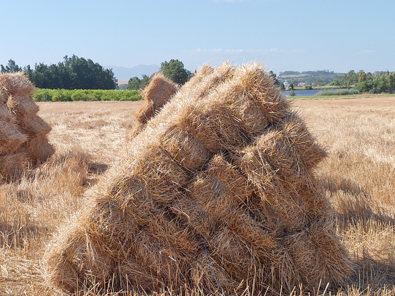 Koring Strooibale / Wheat Straw Bales