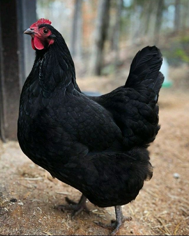 Black Australorp Hens For Sale