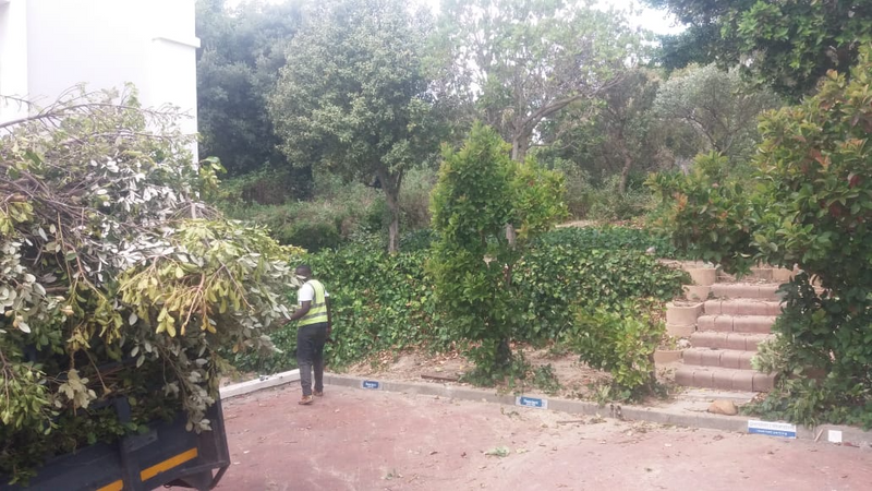 tree felling in wellington