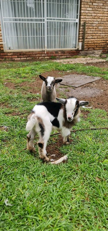 Dwarf Goats