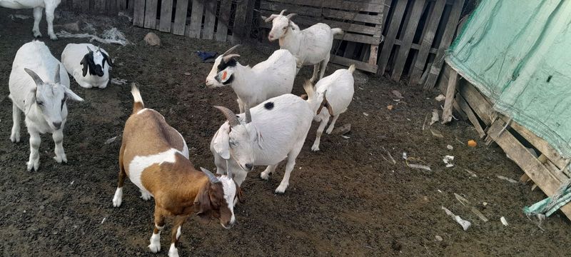Livestock goats