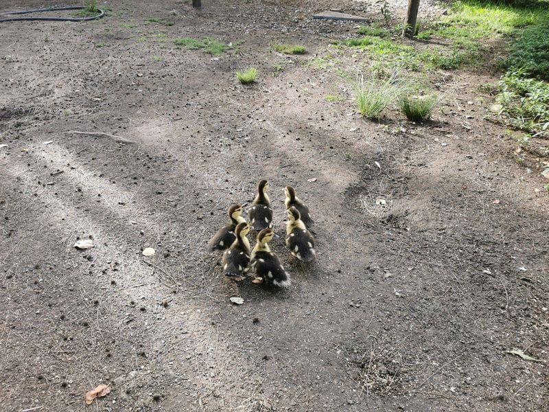 Muscovy ducklings