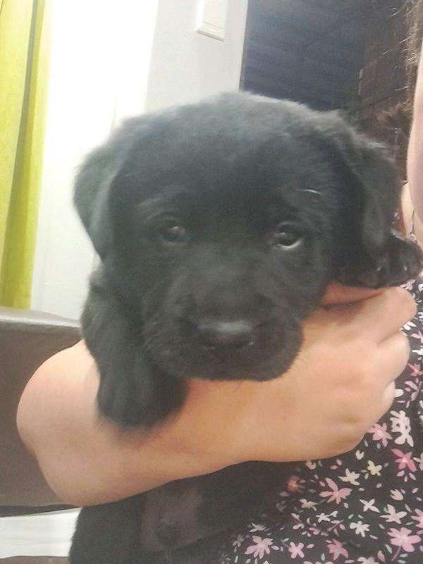 Black labrador puppy