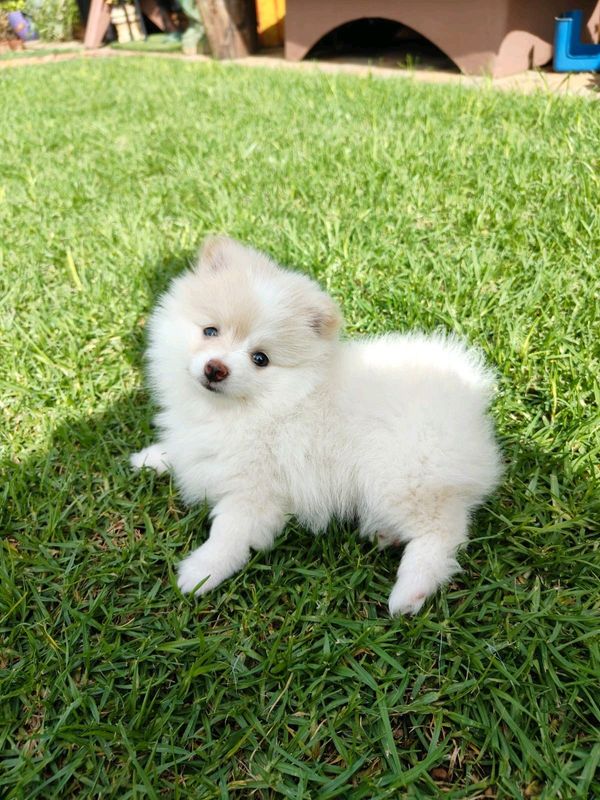 Purebred Pomeranian Puppies