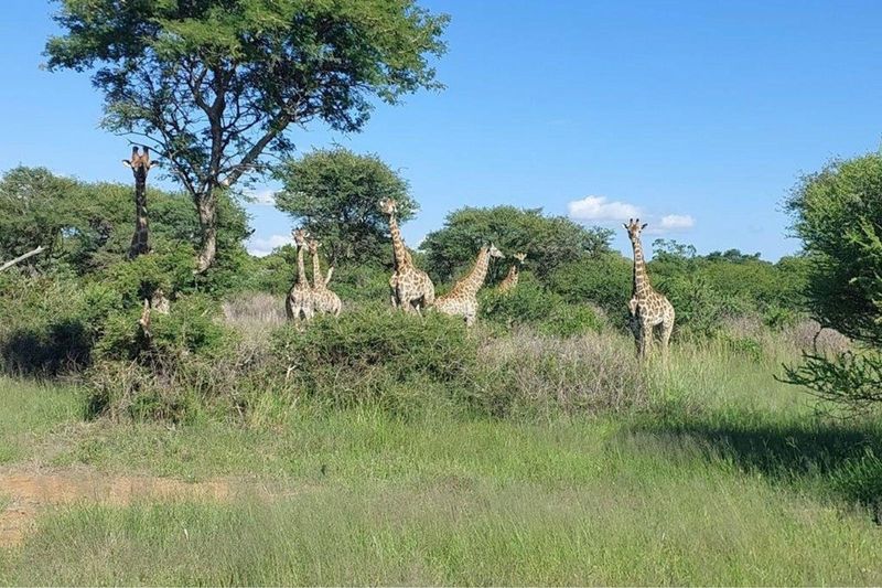 Vacant land in Wildlife Estate