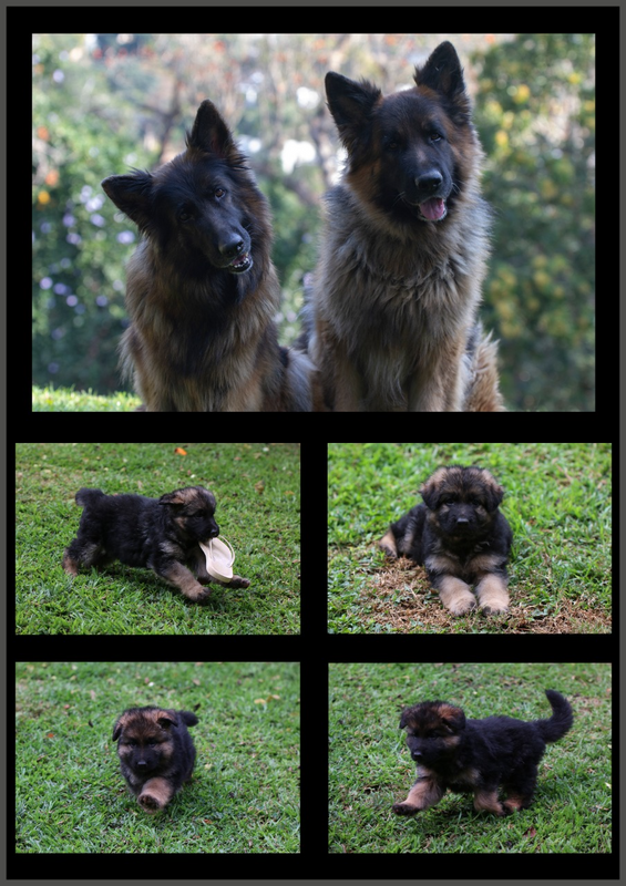 Long Haired German Shepherd Puppies - Parents Papers Available