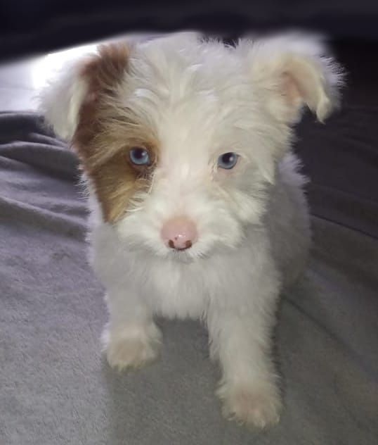 White Yorkies