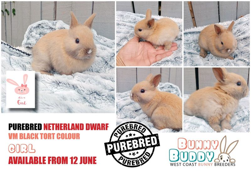 Purebred Netherland Dwarf Rabbits.