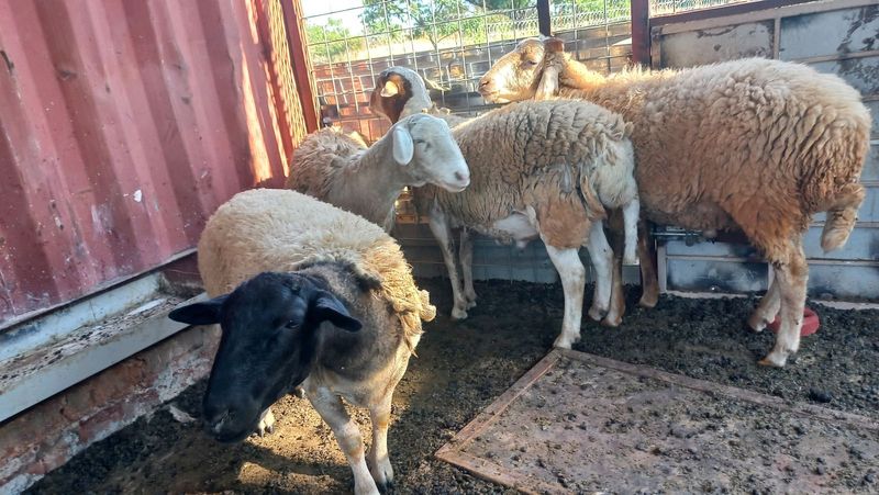 3 Big sheep for sale at Kameeldrift East for R2000 each negotiable