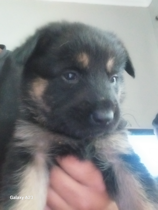 German shepherd mix breed pups 6 weeks old