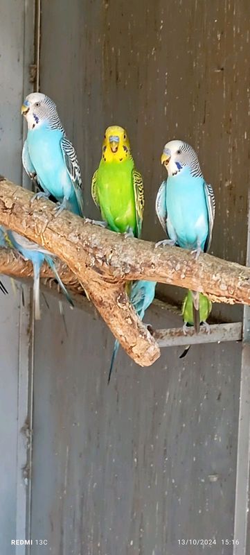 Budgies for sale