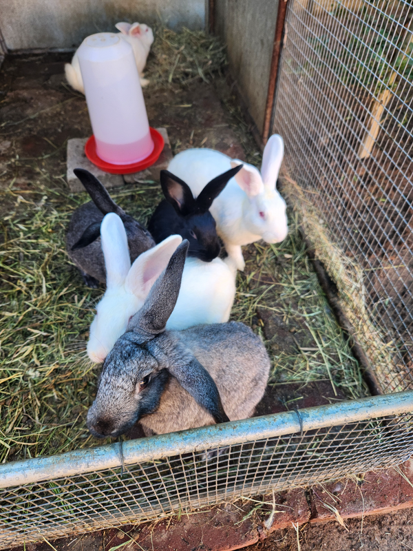 Rabbits for sale