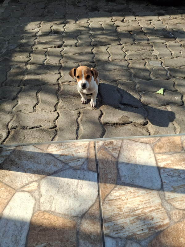 Jack russell puppy